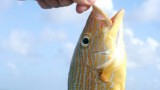 Belize-river-lodge-fishing