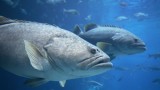 Port-Honduras-Marine-Reserve-Goliath-Grouper