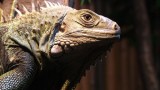 Belize-Zoo-Iguana