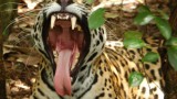 Belize-Zoo-Jaguar