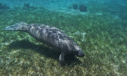 Manatee at Hol Chan Absolute Belize