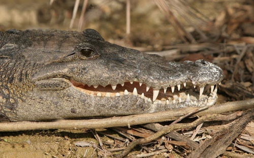 cayo-district-adventure-wildlife-crocodile