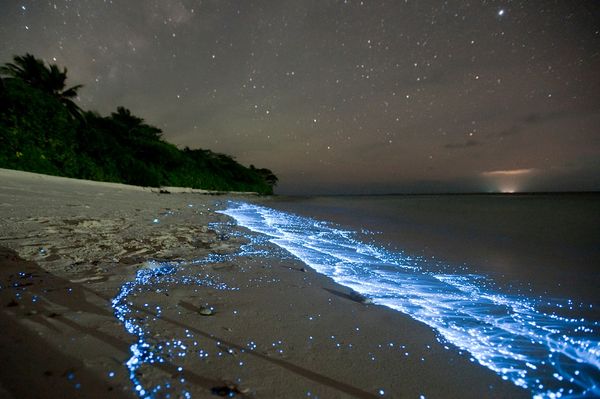 glowing-waves-bioluminescent-ocean-life-scintillans
