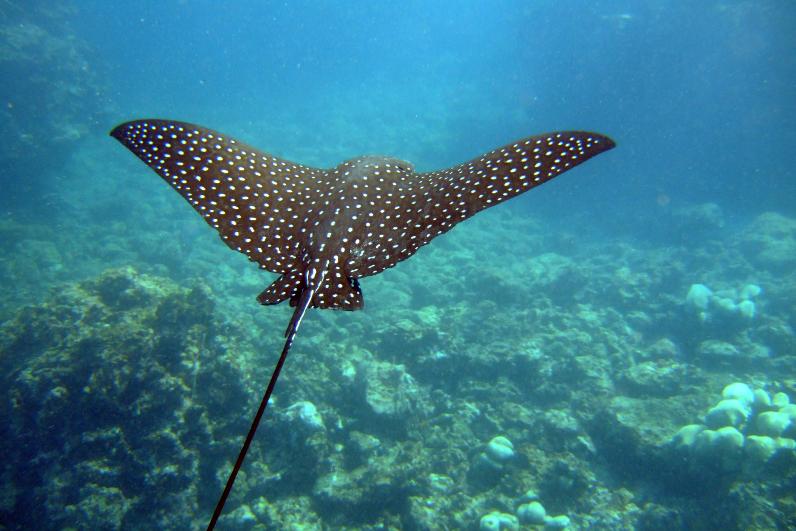 marine-spotted-eagle-ray